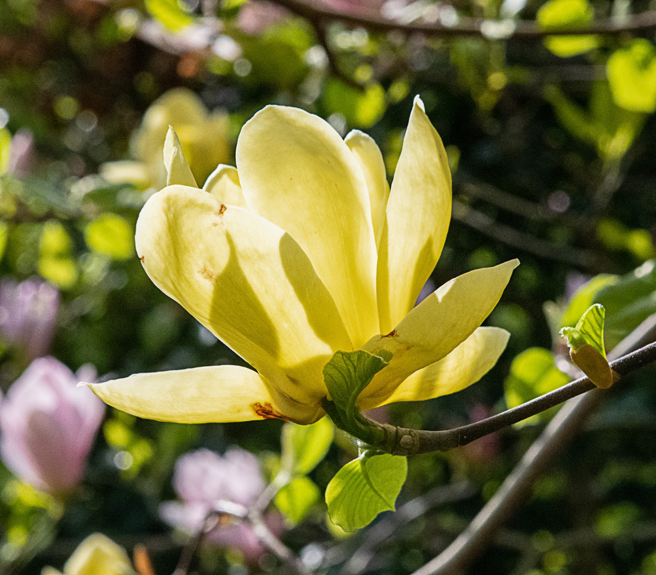 M. 'Daphne' AGM